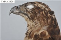 鳳頭蒼鷹藏品圖，第7張